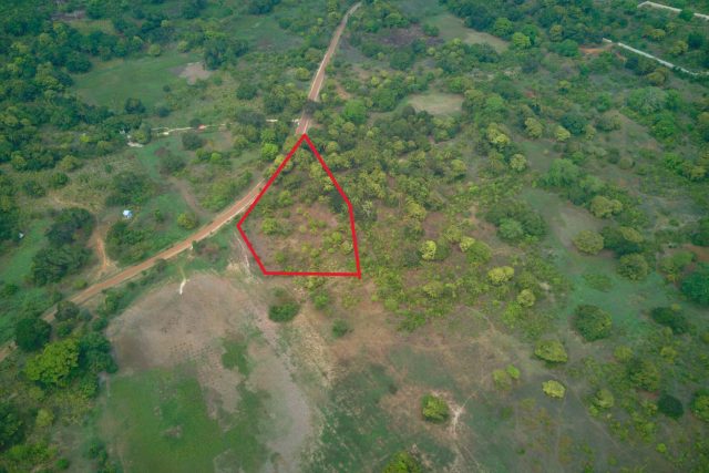 Verdant Agricultural Oasis with Mature Fruit Grove in Makunduchi